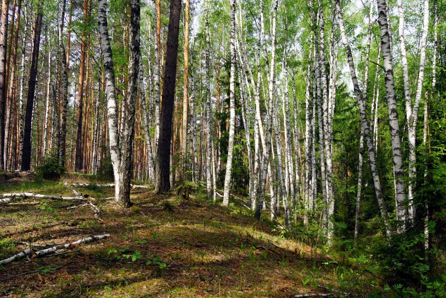 Березовая роща