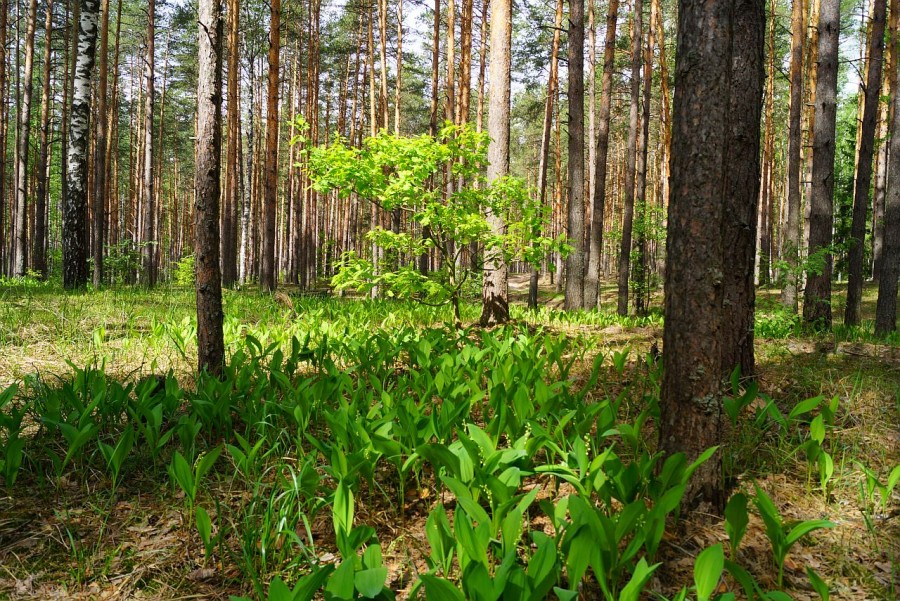 Застава Паустовского504