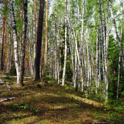 Березовая роща