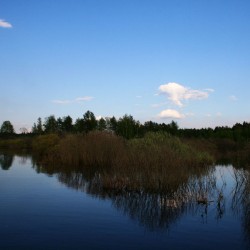 Природа мещеры летом610