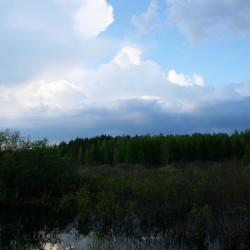 Природа мещеры летом604