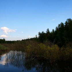 Природа мещеры летом609