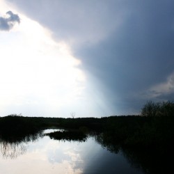 Природа мещеры летом605